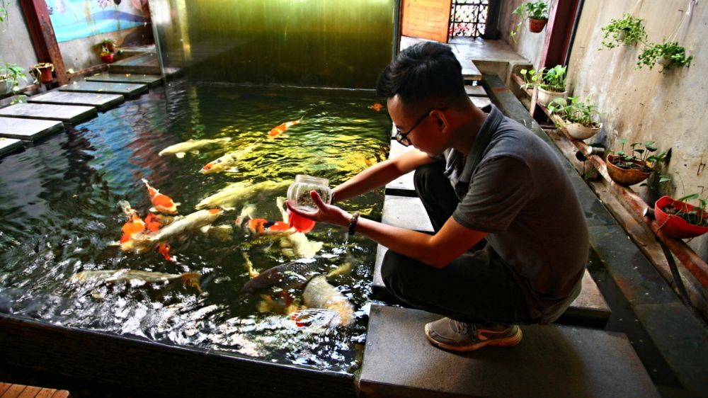 Hiện tại quán cà phê cá Koi Tây Ninh có nuôi rất nhiều loại cá quý hiếm