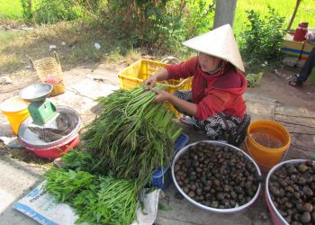 Nông dân chuyển đổi cây trồng, vật nuôi hiệu quả cao 