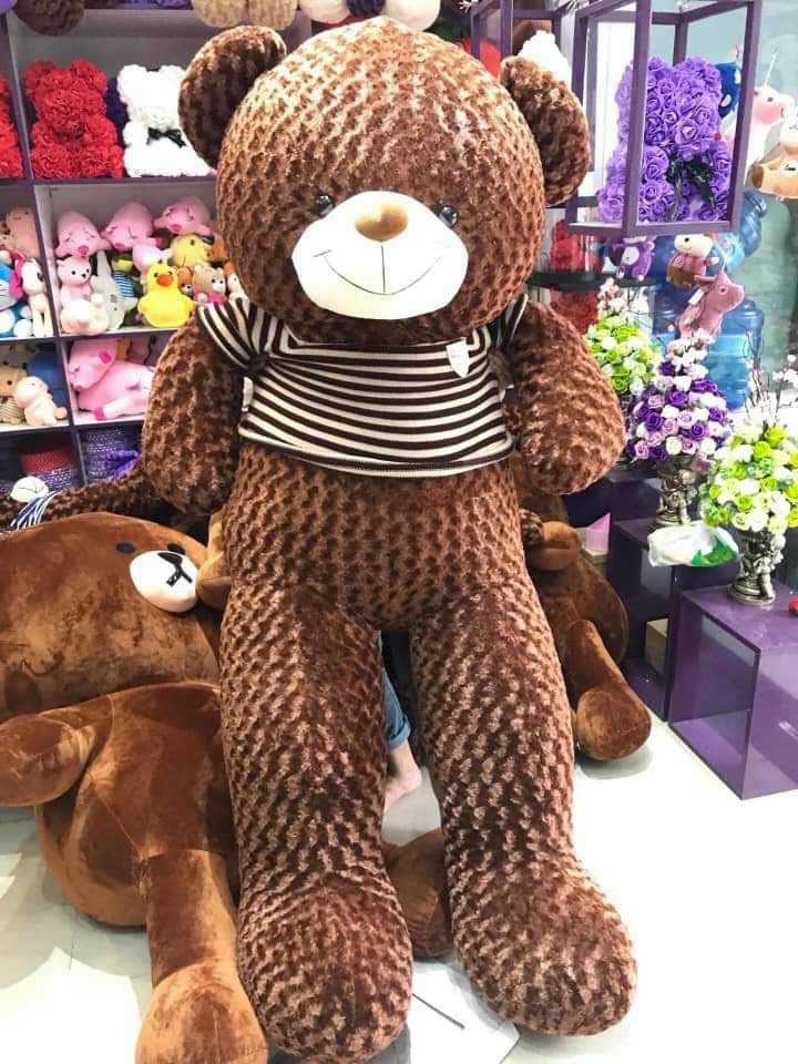 Gấu bông teddy khổng lồ tại Tây Ninh, TP. HCM