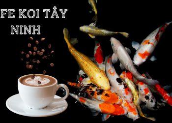 Toplist 10 Quán Cà Phê cá Koi Tây Ninh cực kỳ mới lạ