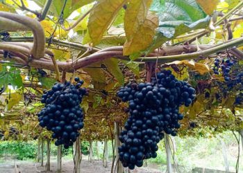 Thời điểm thích hợp để tham quan vườn nho Tây Ninh