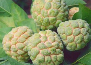 Toplist 5 sự thật thú vị về mãng cầu Tây Ninh - Đặc sản vùng núi Bà Đen